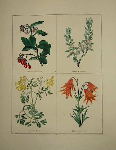 Maund Benjamin Solanum dulcamara. Daplme tarton-raira. Fumaria lutea. Lilium Canadense. 1827 Londra 